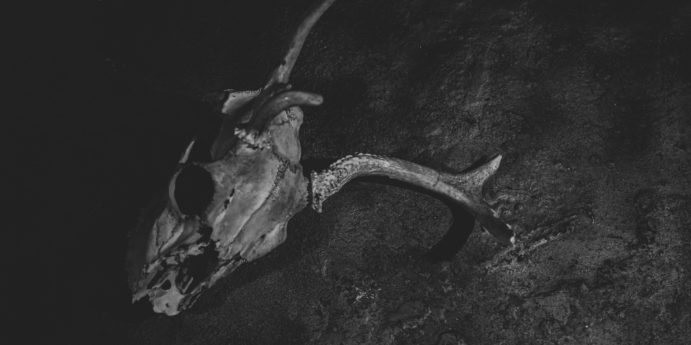 cropped-deer-skull_5.png