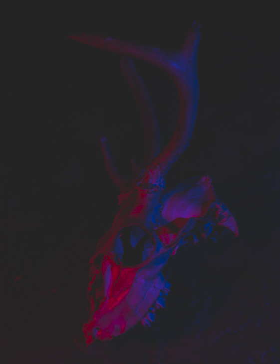 cropped-deer-skull_6.png